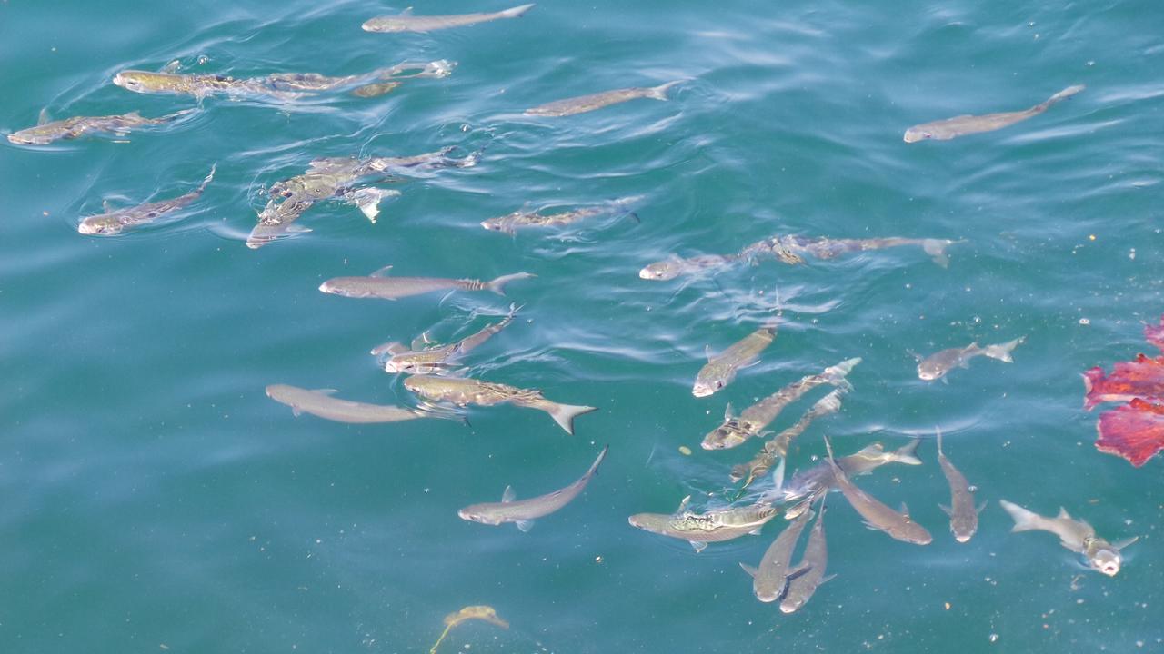 Ocean Green Flats Angra dos Reis Kültér fotó